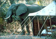 Elephant & tent