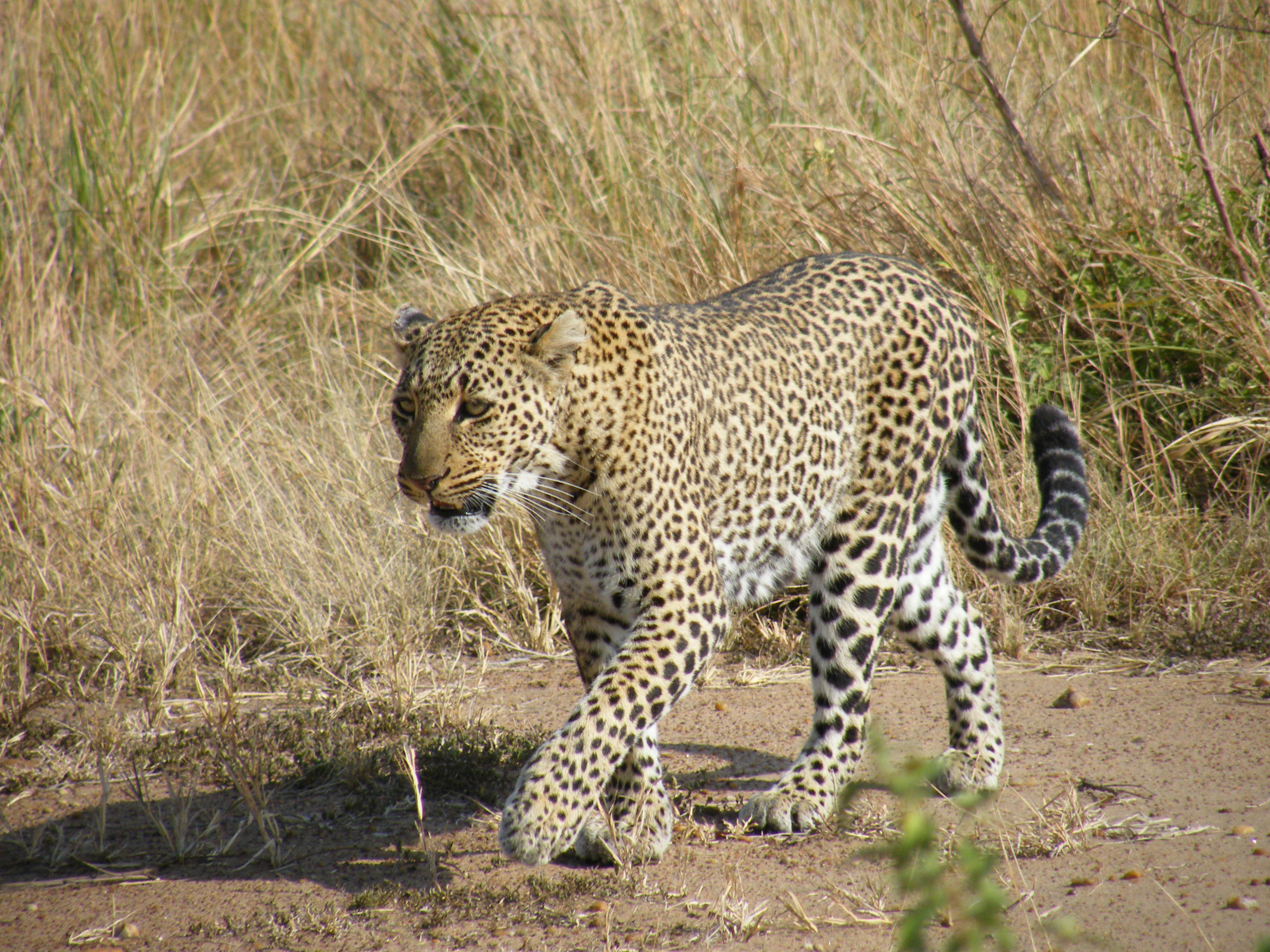 GP leopard