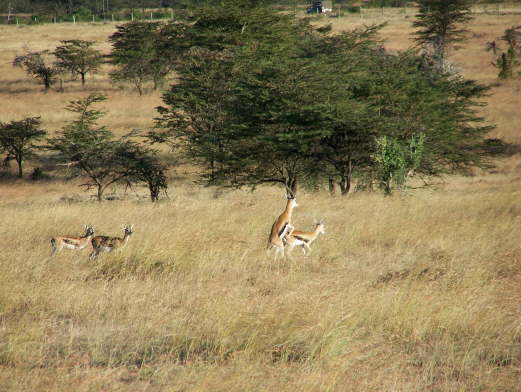 Mating gazelle (Olare, Masai Mara, June 2008)