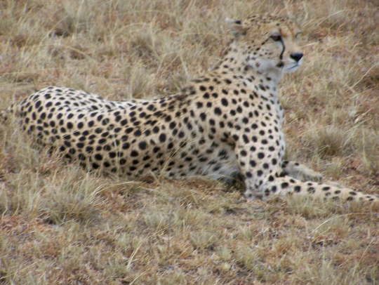 Cheetah (Olare, Masai Mara, June 2008)