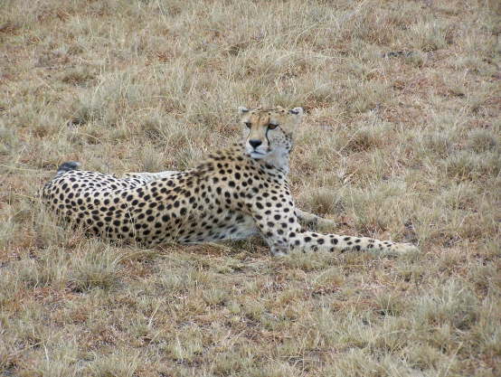 Cheetah (Olare, Masai Mara, June 2008)
