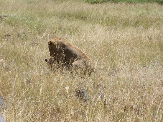 Lion (Olare, Masai Mara, June 2008)