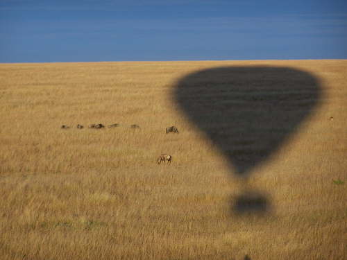 Shadow over the Mara + wildebeest