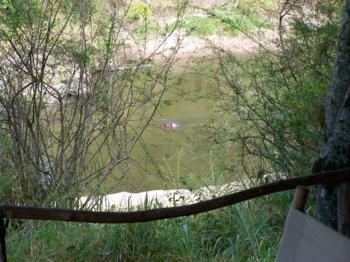 Hippo viewed from the tent patio