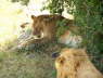 Lion & Lioness (Olare, Masai Mara, June 2008)