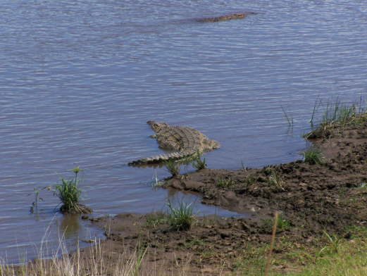 Crocodiles  (Masai Mara June 2008)