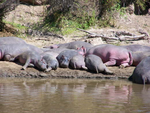 Sunbathing hippos (Olare, Masai Mara, June 2008)