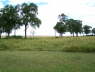 View from masai mara facing tents