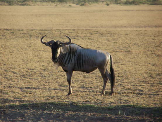 Wildebeest (Amboseli , June 2008)