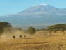 Kilimanjaro backdrop (Kibo, Amboseli, June 2008)