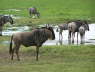 Wildebeest  (Amboseli , June 2008)