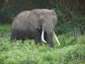 Elephant (Amboseli , June 2008)