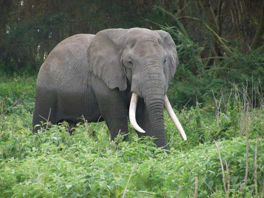 Elephant (Amboseli , June 2008)