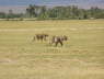 Lionesses (Amboseli , June 2008)