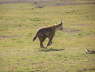 Hyena (Amboseli , June 2008)