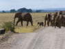 Elephant crossing (Amboseli , June 2008)