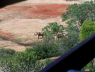 View of elephants at the water hole from the restaurant