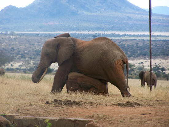 Elephant - taking the weight off its legs!