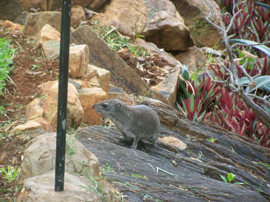 Rock hyrax - related to the elephant family!