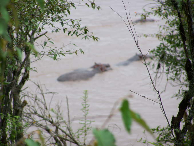 Hippos in the Mara river
