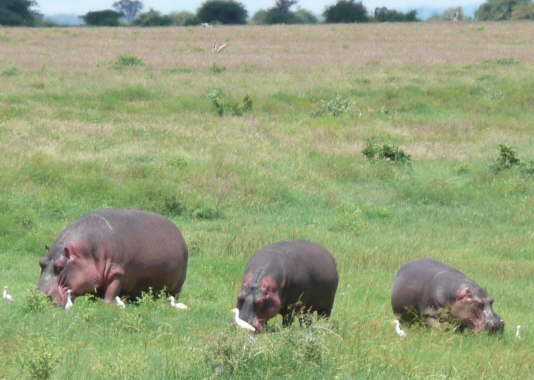 Hippos (April 2008, Niki Grimmett)