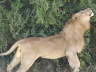 Lion (Olare, Masai Mara, June 2008)